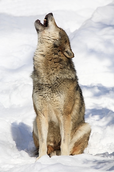 European wolf, Bavarian Forest National Park, Germany, Europe, by Patrick Frischknecht