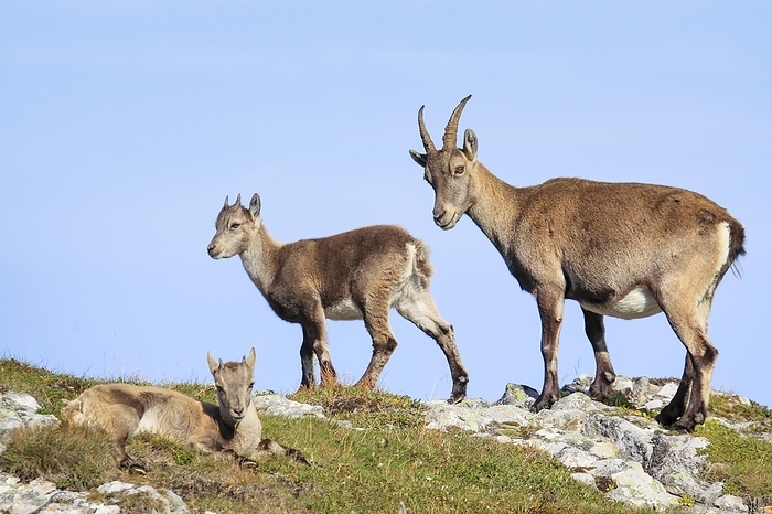ibex Capricorn  Capra ibex , Ibex, Switzerland, Europe, by Patrick Frischknecht
