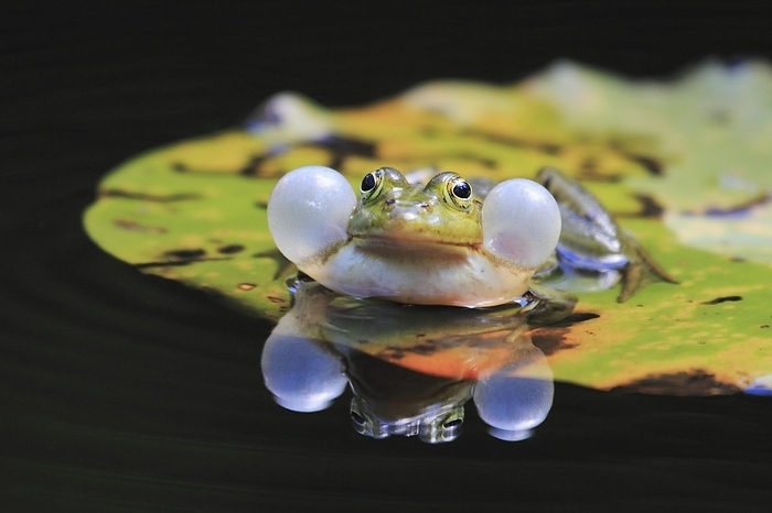 Welson s frog  Rana welsonii  Green frog, Common Pool Frog  Rana esculenta , Switzerland, Europe, by Patrick Frischknecht