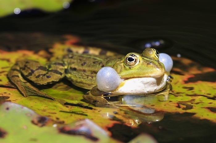 Welson s frog  Rana welsonii  Green frog, Common Pool Frog  Rana esculenta , Switzerland, Europe, by Patrick Frischknecht