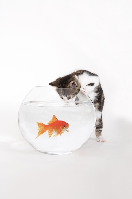 Goldfish in goldfish bowl and house cat, cat standing on hind legs, kitten, baby, studio, switzerland, by Patrick Frischknecht