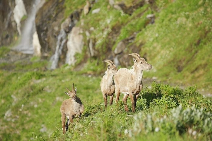 ibex Stonecrop  Capra ibex , Ibex, Switzerland, Europe, by Patrick Frischknecht