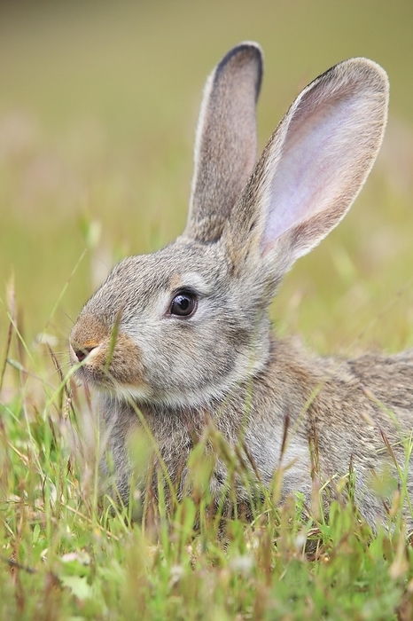 European rabbit  Oryctolagus cuniculus  Wild rabbit, Oryctolagus cuniculus, Spain, Europe, by Patrick Frischknecht