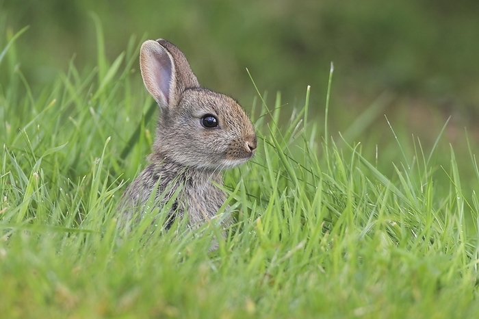 European rabbit  Oryctolagus cuniculus  Wild rabbit, Oryctolagus cuniculus, Scotland, United Kingdom, Europe, by Patrick Frischknecht