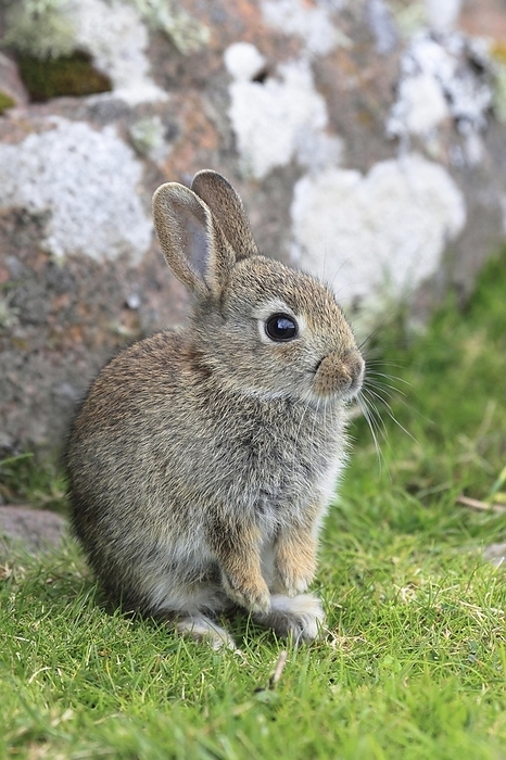 Rabbit, Oryclolagus (cuniculus), Scotland, Great Britain, by Patrick Frischknecht