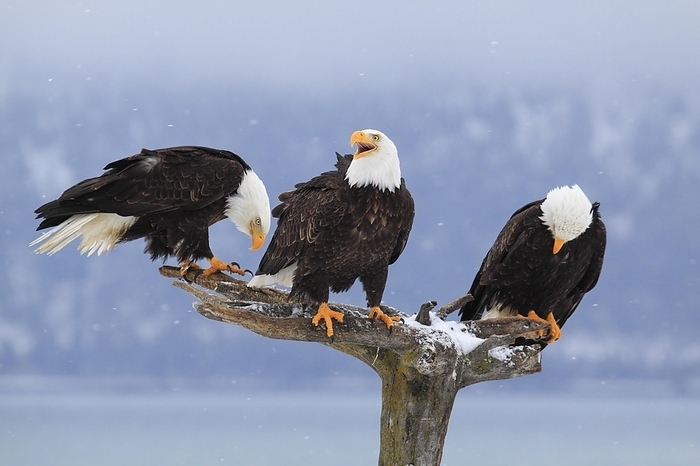 bald eagle  Haliaeetus leucocephalus  Bald eagle, Bald eagle  Haliaeetus leucocephalus , Homer, Kenai Peninsula, Alaska, USA, North America, by Patrick Frischknecht