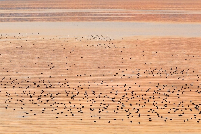 Congregation of waterfowl on Lake Zurich, Switzerland, Europe, by Patrick Frischknecht