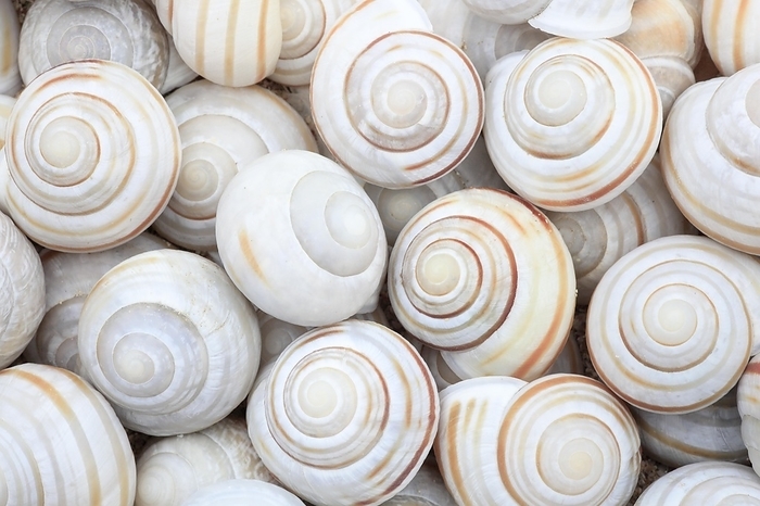 Snail shells, Scotland, UK, by Patrick Frischknecht