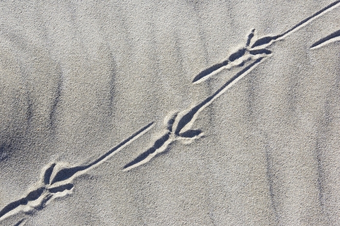 Bird tracks in the sand, Scotland, Great Britain, by Patrick Frischknecht