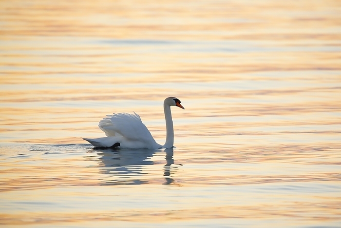 swan  Cygnus Bechstein, Cygnus ssp.  Mute swan  Cygnus olor , swimming backlit at sunrise on Lake Constance, Thurgau, Switzerland, Europe, by Patrick Frischknecht