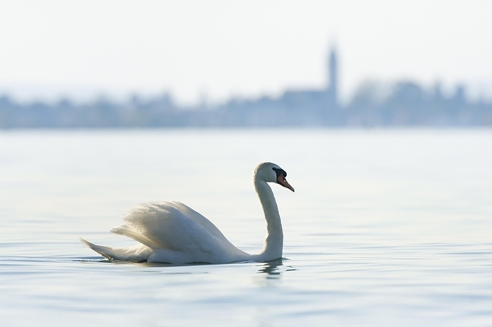 Mute swan swimming on Lake Constance, with blurred silhouette of the town of Romanshorn in the background, Canton Thurgau, Switzerland, Europe, by Patrick Frischknecht