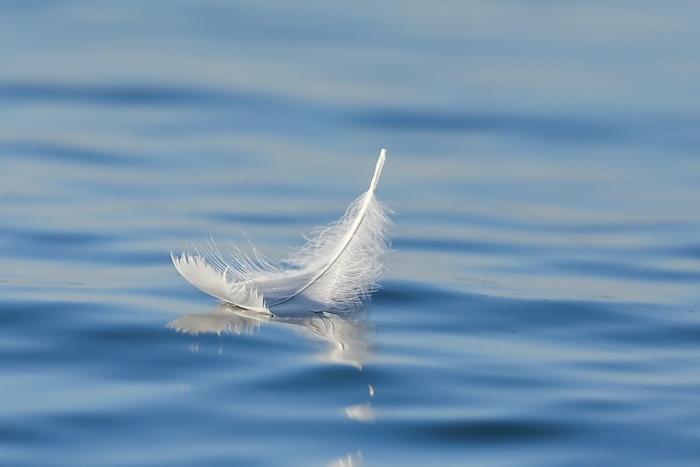 Close-up of a floating swan feather on blue water, Thurgau, Switzerland, Europe, by Patrick Frischknecht