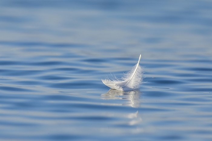 Close-up of a floating swan feather on blue water, Thurgau, Switzerland, Europe, by Patrick Frischknecht