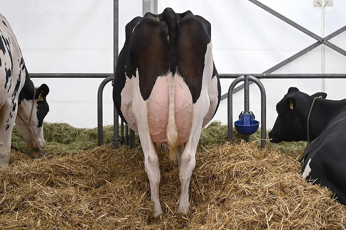 Holstein suckler cow, by Pius Koller