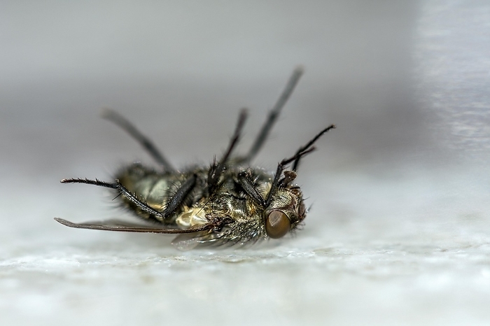 Dead house fly (Musca domestica) lying on its back, Bavaria, Germany, Europe, by Raimund Kutter