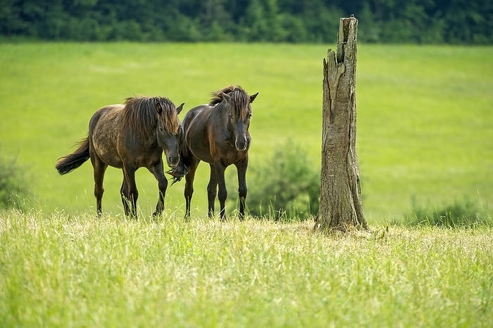 horse Horses, domestic horses  Equus caballus  on extensive pasture, Nidda, Hesse, Germany, Europe, by Raimund Kutter