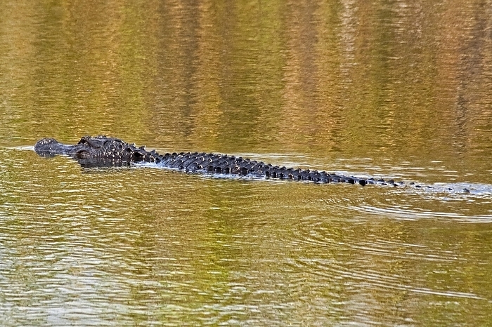 Alligator in swampland, Everglades National Park, Florida/ alligator in swampland, Everglades National Park, Florida, USA, North America, by Raimund Franken
