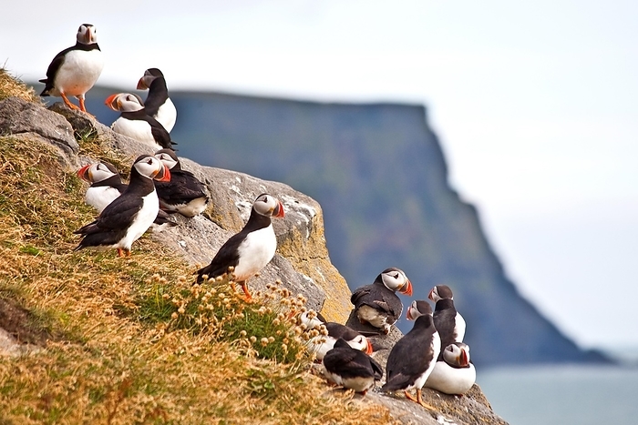 Puffins, Bird Rock Cape Dyrhólaey, Iceland, Europe, by Raimund Franken