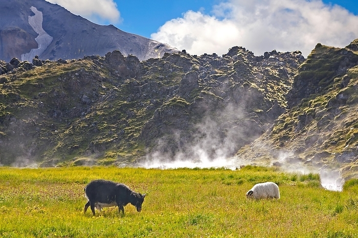 Sheep in Landmannalaugar, Iceland, Europe, by Raimund Franken