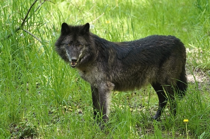 Alaskan wolf Timberwolf, American wolf  Canis lupus occidentalis , captive, animal portrait, Germany, Europe, by Ronald Wittek