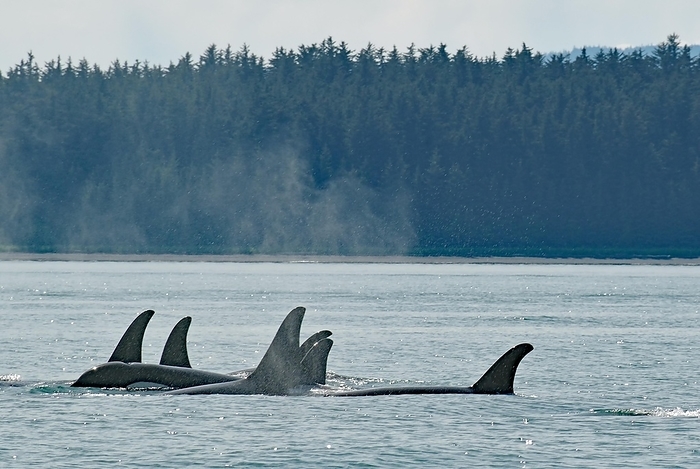 Size Group of Orca Whales Moving Close Together through Water, Coast and Forest, Inside Passage, Juneau, Alaska, USA, North America, by Reinhard Pantke