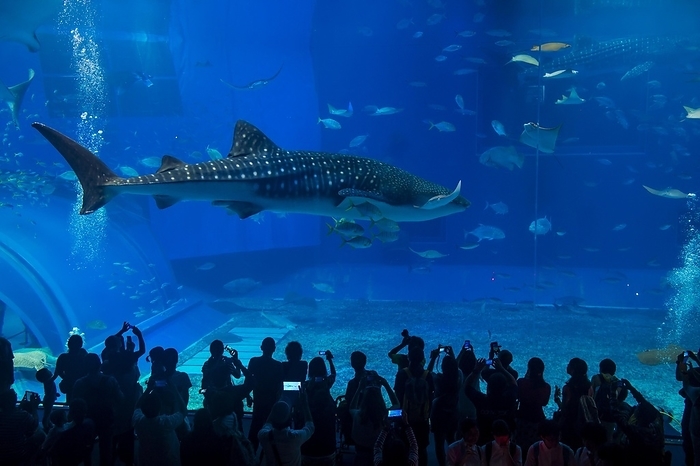 Whaleshark in the Churaumi Aquarium, Ocean Expo Park, Okinawa, Japan, Asia, by Michael Runkel