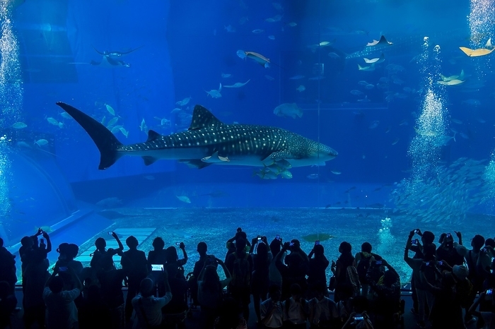 Whaleshark in the Churaumi Aquarium, Ocean Expo Park, Okinawa, Japan, Asia, by Michael Runkel