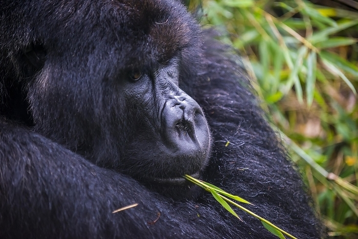 mountain gorilla Mountain gorilla  Gorilla beringei beringei , Virunga National Park, Rwanda, Africa, by Michael Runkel