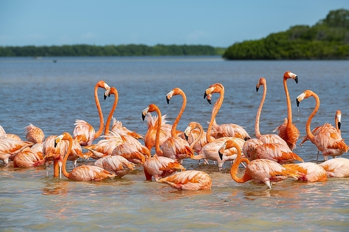 flamingo American flamingo  Phoenicopterus ruber , Rio Celestun Unesco Biosphere Reserve, Yucatan, Mexico, Central America, by Michael Runkel