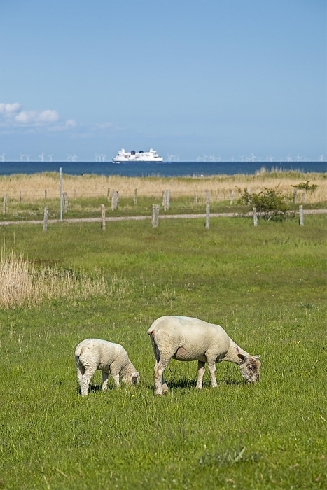Ewe and lamb on the dike, ferry, Puttgarden, Fehmarn Island, Schleswig-Holstein, Germany, Europe, by Siegfried Kuttig