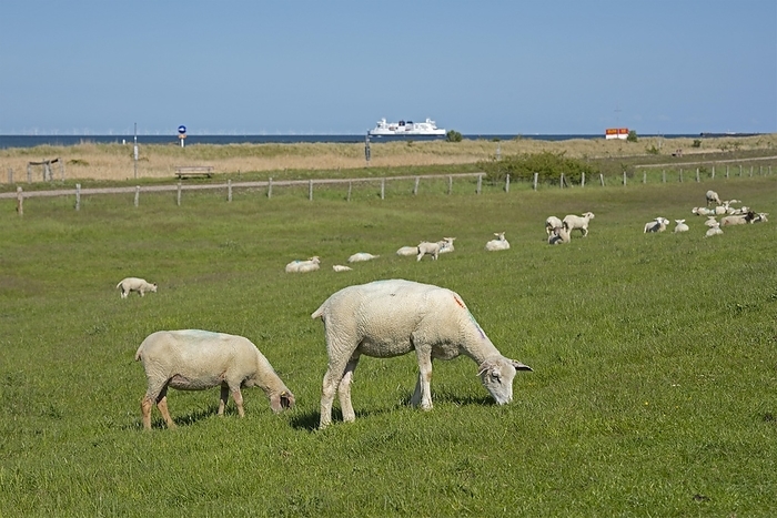 Sheep on the dike, ferry, Puttgarden, Fehmarn Island, Schleswig-Holstein, Germany, Europe, by Siegfried Kuttig