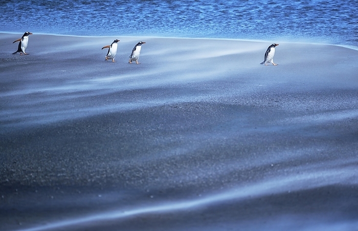 Gentoo Penguins (Pygocelis papua papua) walking through a sandstorm, Sea Lion Island, Falkland Islands, South America, by Marco Simoni