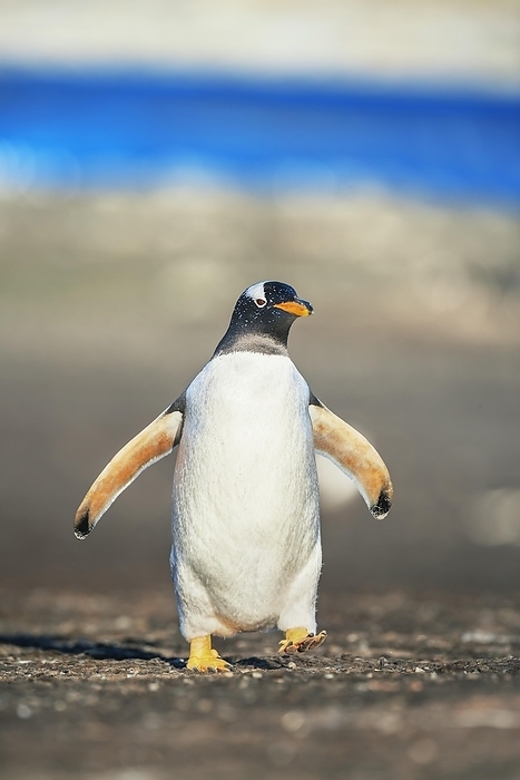 Gentoo Penguin (Pygocelis papua papua) walking, Sea Lion Island, Falkland Islands, South America, by Marco Simoni