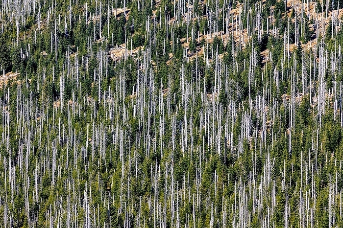 Dead spruces after bark beetle infestation on the mountain Lusen, Bavarian Forest National Park, Finsterau, Bavaria, Germany, Europe, by Stefan Kiefer