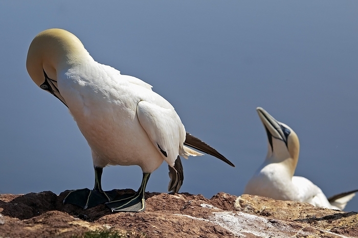 northern gannet  Morus bassanus  Nesting gannets  Morus bassanus  on the red sandstone flats off the North Sea, Helgoland, Schleswig Holstein, Germany, Europe, by Stefan Ziese