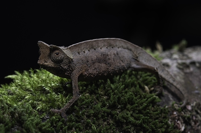 Earth chameleon (Brookesia superciliaris), on moss, Andasibe National Park, Madagascar, Africa, by Thorsten Negro