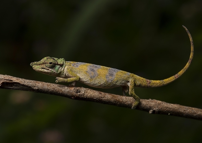 Male Chameleon (Calumma tijasmantoi), Rainforest, Ranomafana, Madagascar, Madagascar, Africa, by Thorsten Negro