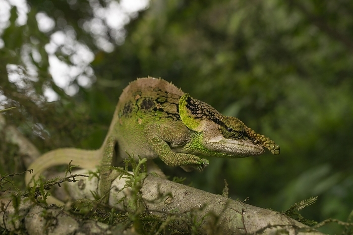 Chameleon (Calumma malthe) male, Mantadia National Park, Andasibe, Madagascar, Africa, by Thorsten Negro