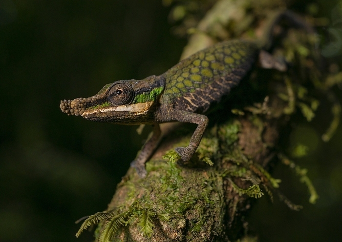 Male chameleon (Calumma roaloko) in the rainforests of Andasibe, East Madagascar, Madagascar, Africa, by Thorsten Negro