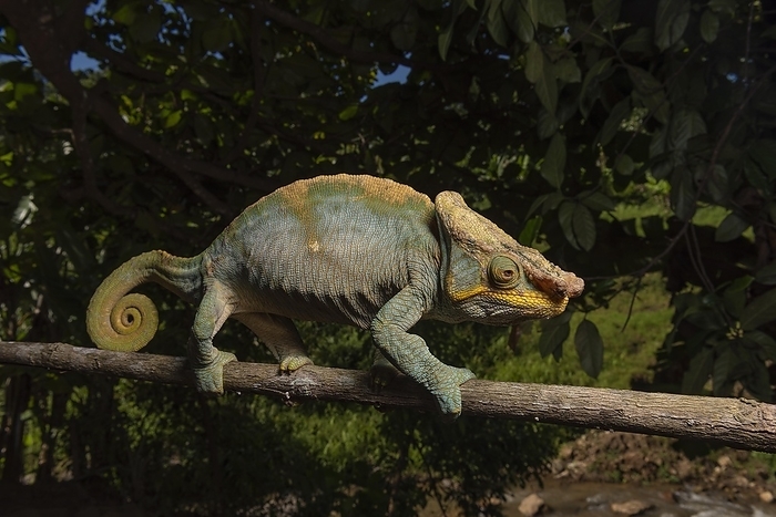 Parsons Giant Chameleon (calumma p. parsonii), Ranomafana National Park, Ranomafana, Madagascar, Africa, by Thorsten Negro