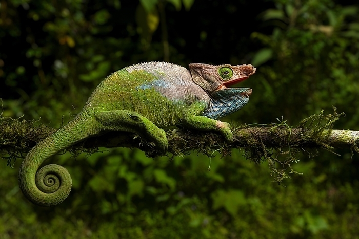 Male chameleon (Calumma oshaugnessi) from Ranomafana National Park, southeastern Madagascar, by Thorsten Negro