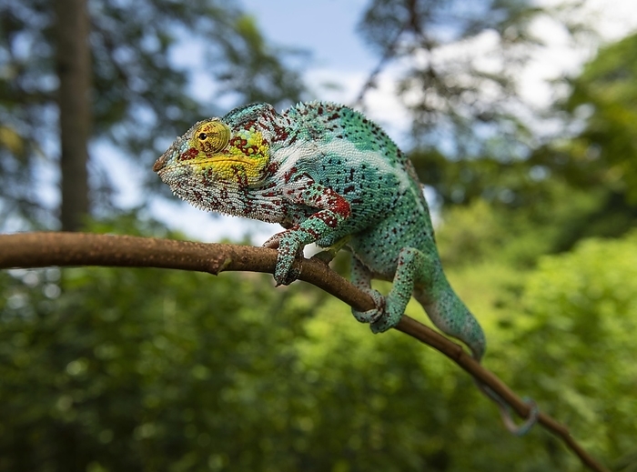 panther chameleon Panther chameleon  Furcifer pardalis  on the island Nosy Faly in the northwest of Madagascar, by Thorsten Negro