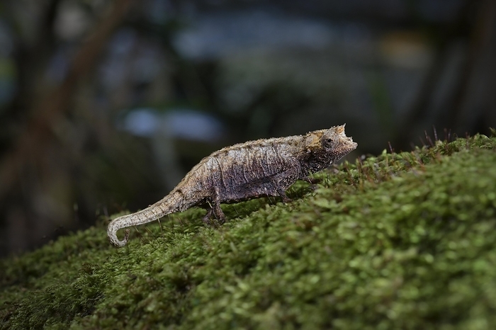 Earth chameleon of the genus (Brookesia karchei) in the rainforests of Marojejy National Park in northeastern Madagascar, by Thorsten Negro