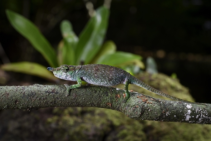 A male chameleon (Calumma linotum) in the rainforests of the Montagne d Ambre National Park in northern Madagascar, by Thorsten Negro
