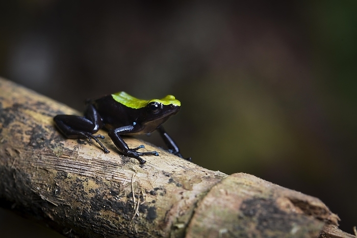 Variegated frogs of the climbing mantella (Mantella laevigata) in the rainforests of Marojejy National Park, in north-eastern Madagascar, by Thorsten Negro