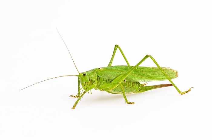 Green grasshopper, great green bush cricket (Tettigonia viridissima), studio shot, cropped, by Lilly