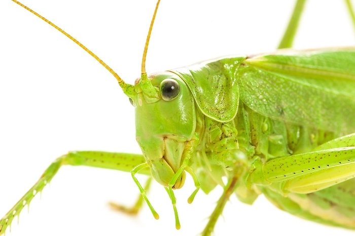 Green grasshopper, great green bush cricket (Tettigonia viridissima), studio shot, cropped, by Lilly