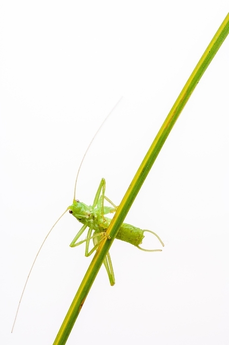 Great green bush cricket (Tettigonia viridissima), juvenile, Germany, Europe, by Lilly