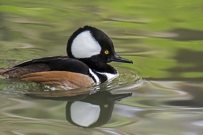 Hooded merganser (Lophodytes cucullatus) adult male in breeding plumage swimming in lake in spring, native to the United States and Southern Canada, by alimdi / Arterra / Philippe Clément