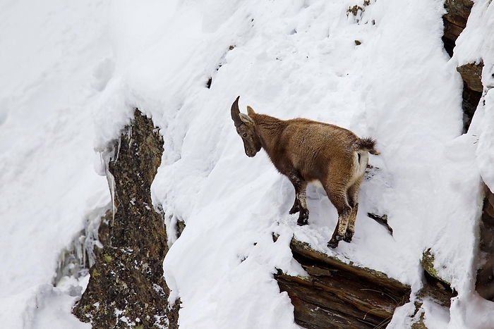 ibex Alpine ibex  Capra ibex  female foraging in the snow in winter, by alimdi   Arterra   Sven Erik Arndt